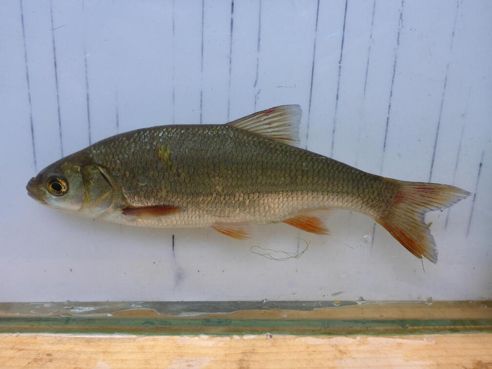 melanotes L'Ide Melanote, un poisson peu connu ide melanote bassin Ide mélanote